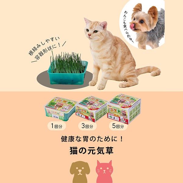10%OFF！スーパーSALE】ネコの元気草【会員様限定】 | ペティオ