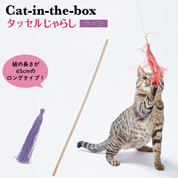 なんとかキャット 3月27日生まれのフォーントーティアンドホワイトちゃん