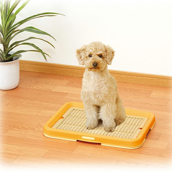 【 半額以下】【Pet a Portre (ペット ア ポルテ) 】ニットドレス 000000002274-02.jpg?size=l&w=