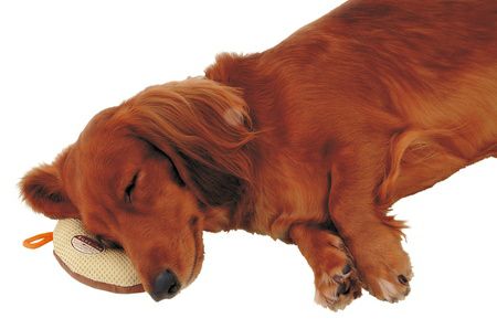 zuttone ずっとね 老犬介護用 床ずれ予防クッション ドーナツ型 小 2個
