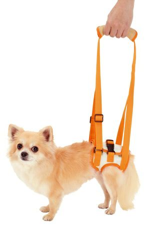 犬用介護ハーネス 犬 補助ハーネス リード 介助 散歩 歩行補助 老犬介護用 zuttone ずっとね 老犬介護用 歩行補助ハーネス 後足用K S | ペティオ