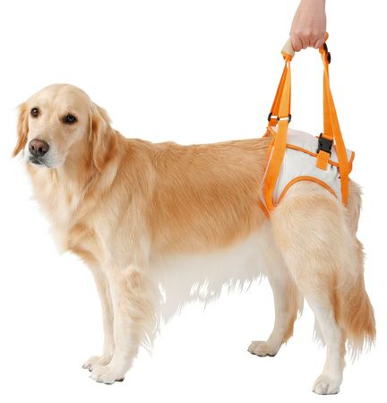 zuttone ずっとね 老犬介護用 歩行補助ハーネス 後足用K 3L | ペティオ