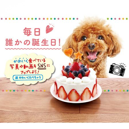 本店限定特価】かわいくたべちゃう！ ポップスティック 11本入
