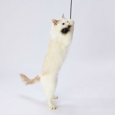 猫用おもちゃ necoco ネココ BLACK TACT 猫じゃらし ブラックフェザー