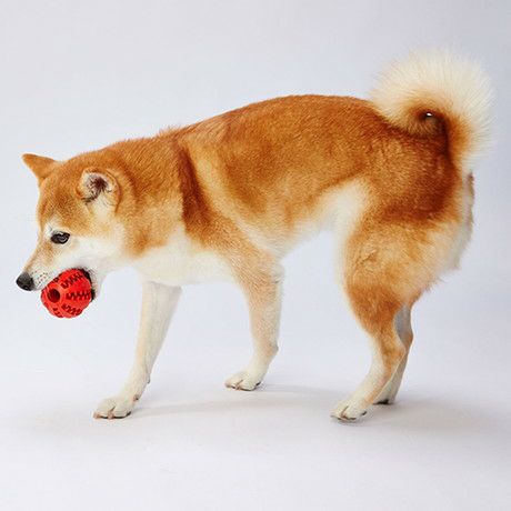 10%OFF！おうち時間特集】犬用おもちゃ TREATS LOVER トリーツラバー
