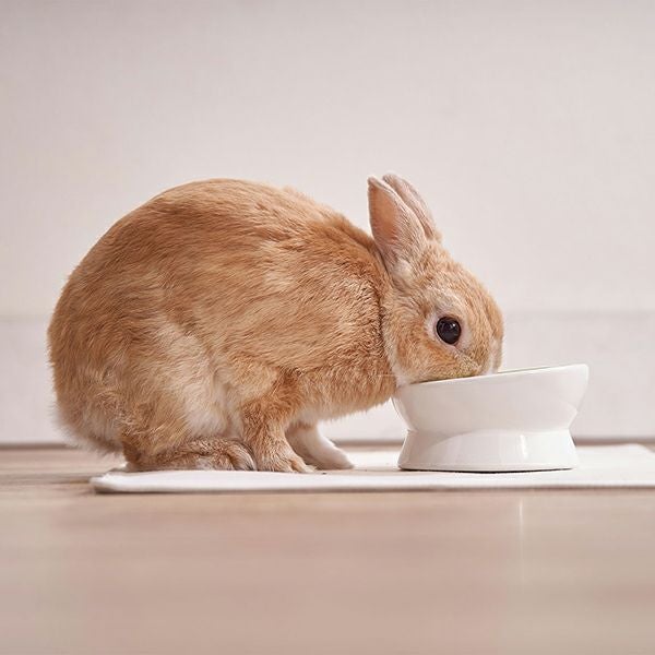 15%OFF！スーパーSALE】Add.Mate Lapin アドメイトラパン うさぎ用食器