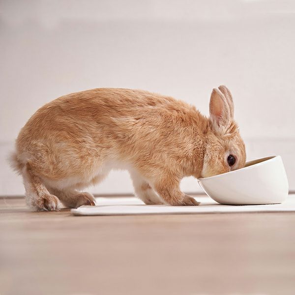 15%OFF！スーパーSALE】Add.Mate Lapin アドメイトラパン うさぎ用食器