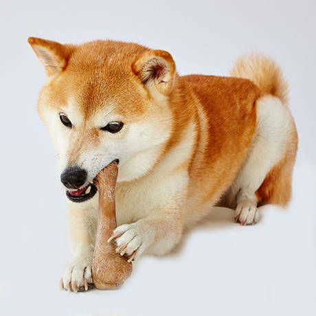 犬用おもちゃ EthicalDoor エシカルドア ウッディチューイングトイ