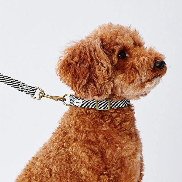 15%OFF！おでかけ特集】犬用首輪 フラッシュソフトカラー S ブラック