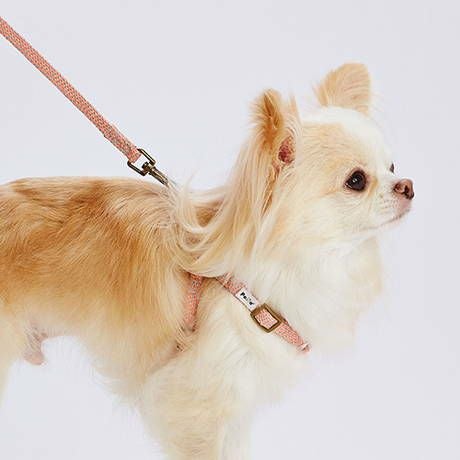犬用引き紐 フラッシュソフトリード SS ピンク | ペティオ オンライン