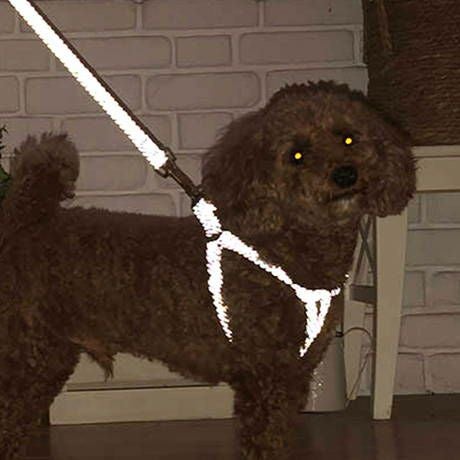 15%OFF！おでかけ特集】犬用引き紐 フラッシュソフトリード SS ブルー