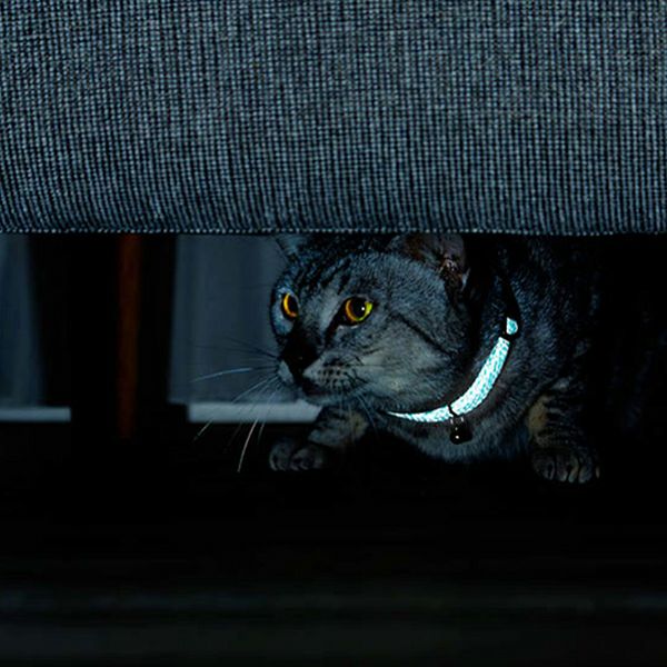 猫用首輪 フラッシュソフトキャットカラー ピンク | ペティオ