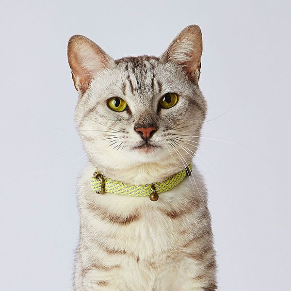 新品未使用　TOD’S 小型犬&猫用首輪　ネオンイエロー　割引適用条件あり！ 000000006067-02.jpg?size=l&w=