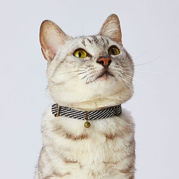 猫用首輪 フラッシュソフトキャットカラー ブラック | ペティオ 猫用首輪 フラッシュソフトキャットカラー ブラック | ペティオ