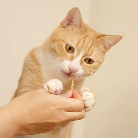 商品イメージ