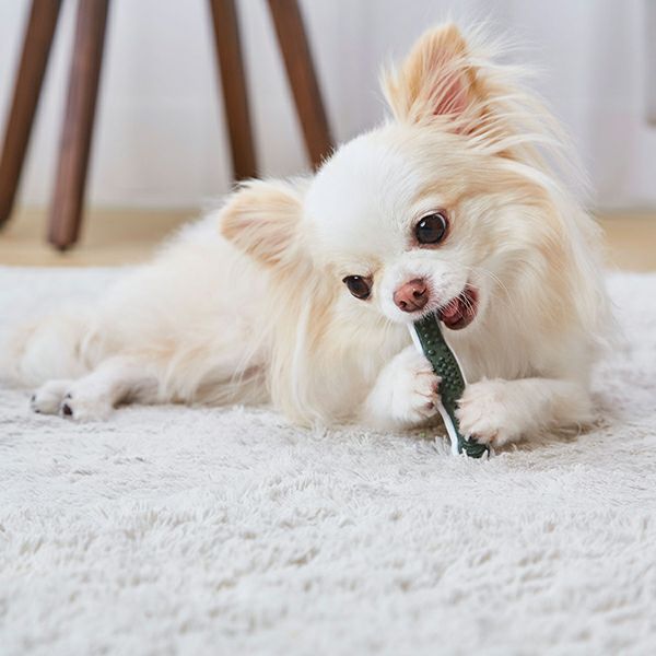 10%OFF！デンタルアイテム特集】犬用おもちゃ かんでるボーン デンタル