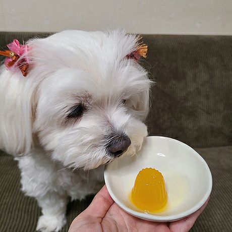 10%OFF！ひんやり特集】アクアサプリ 乳酸菌 さつまいもinゼリー 16g