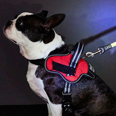 20%OFF！スーパーSALE】犬用胴輪 EthicalDoor エシカルドア イージー