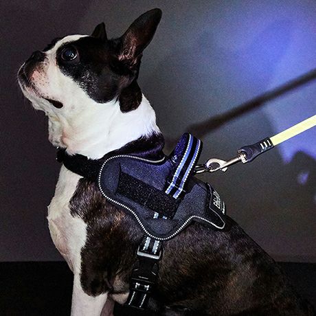 15%OFF！おでかけ特集】犬用胴輪 EthicalDoor エシカルドア イージー