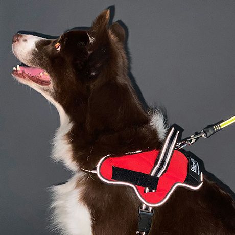 犬用胴輪 EthicalDoor エシカルドア イージーウェアハーネス M レッド