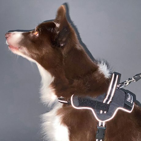 犬用胴輪 EthicalDoor エシカルドア イージーウェアハーネス M