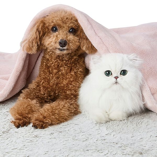 30%OFF！あったかアイテム】犬猫用毛布 ミルクマイヤーブランケット