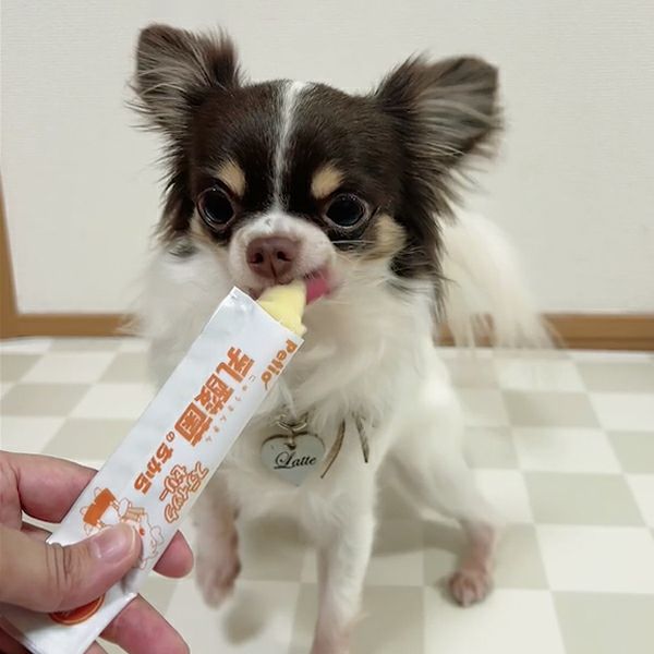乳酸菌のちから スティックゼリー フルーツミックス味 8本入