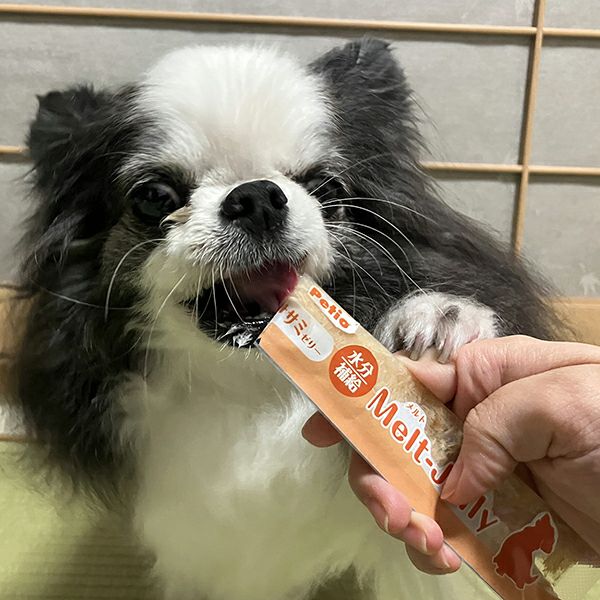 20%OFF！ひんやり特集】メルトジュレ ForDog 水分補給 ササミゼリー
