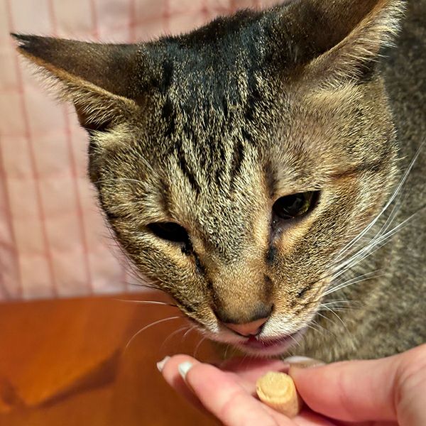キャットSNACK とろカマ ビッツ かに味 10g×3袋入 | ペティオ