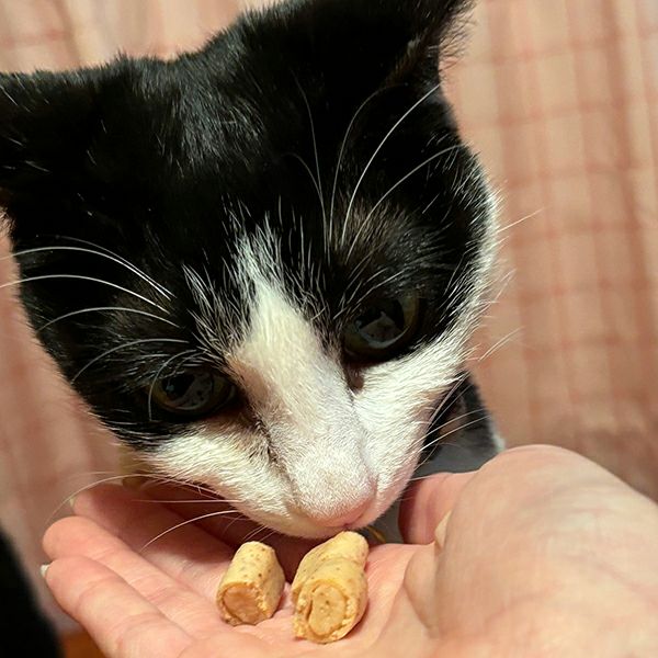 キャットSNACK とろカマ ビッツ まぐろ味 10g×3袋入 | ペティオ