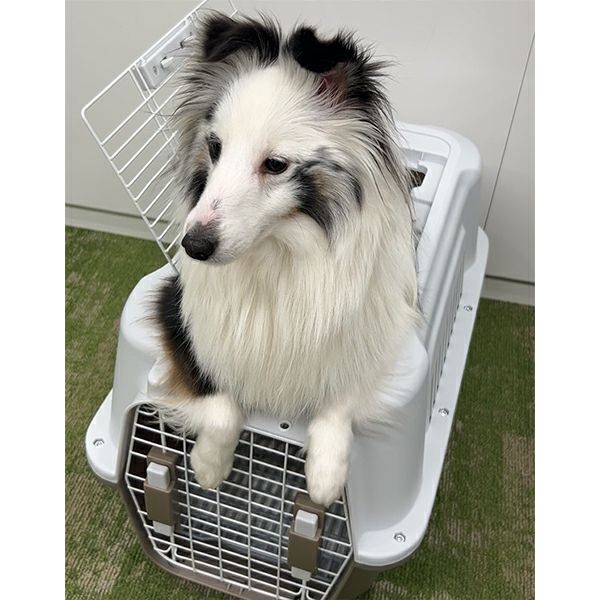 犬猫用キャリー 2ドア タフハウスキャリー アイボリー M | ペティオ 犬猫用キャリー 2ドア タフハウスキャリー アイボリー M | ペティオ