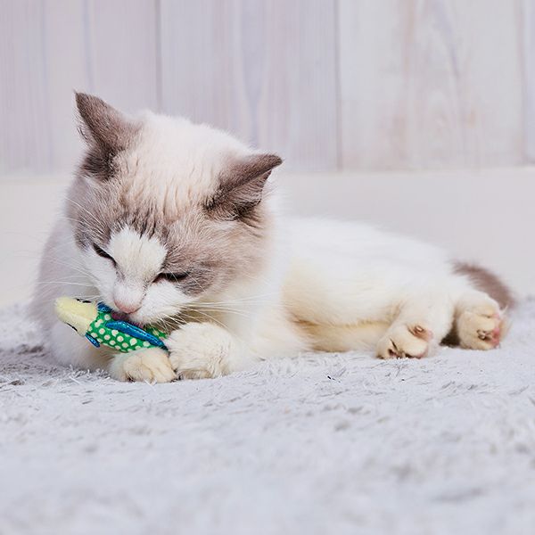猫用おもちゃ キラキラデンタルフィッシュ | ペティオ オンライン