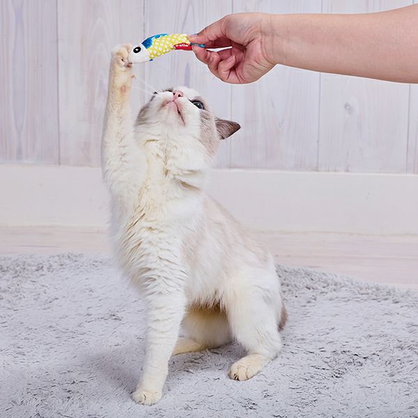 猫用おもちゃ キラキラデンタルフィッシュ | ペティオ オンライン
