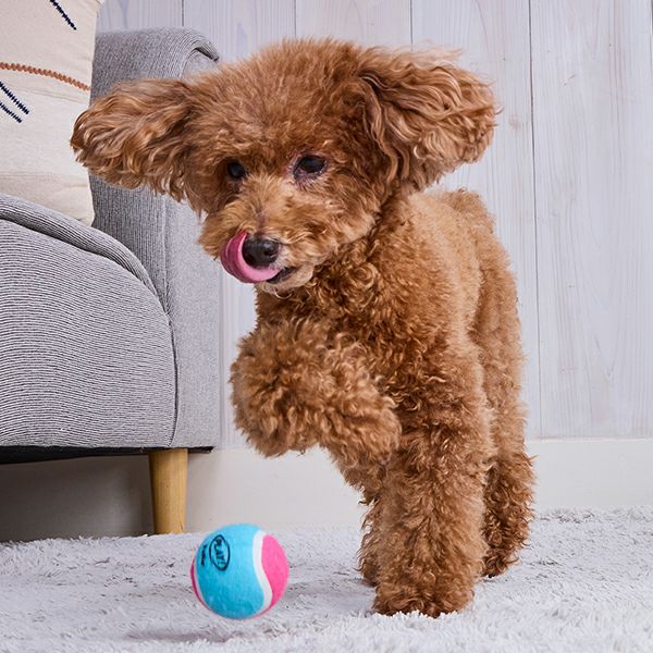 トイプードル(レッド)あみぐるみ テニスボール ✨ポー☆ 犬用おもちゃ PLAY スクイーカーテニスボール S 2個セット | ペティオ