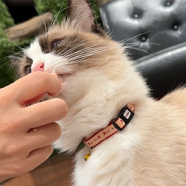 猫用首輪 CAT COLLAR エビ レッド | ペティオ オンライン ショップ本店