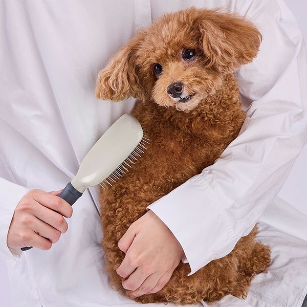 10%OFF！スーパーSALE】犬猫用 FIXCARE 握りやすい ピンブラシ M【会員