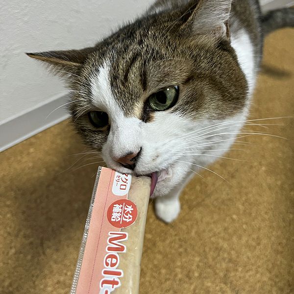 10%OFF】生後3ヶ月の猫用 はじめてのおやつセット | ペティオ