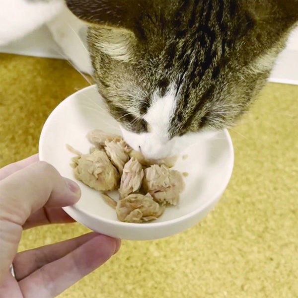 10%OFF！スーパーSALE】素材そのまま ねこちゃんの完全無添加 生後3