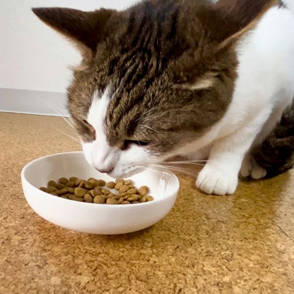 Plact プラクト キャット ドライフード 幼猫～成猫用 フィッシュ