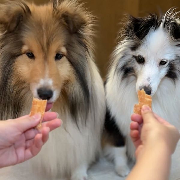 素材そのまま 完全無添加 極薄チキンスライスハード 50g | ペティオ