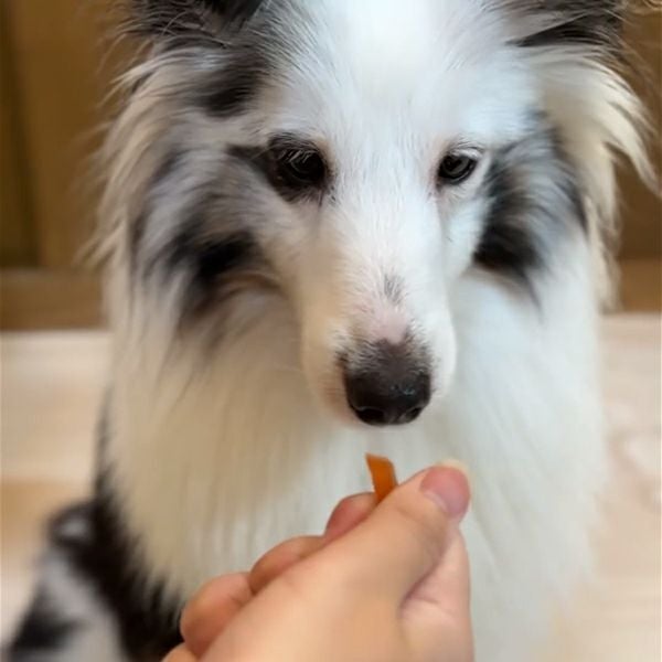 素材そのまま ササミやわらか細切り 75g | ペティオ オンライン