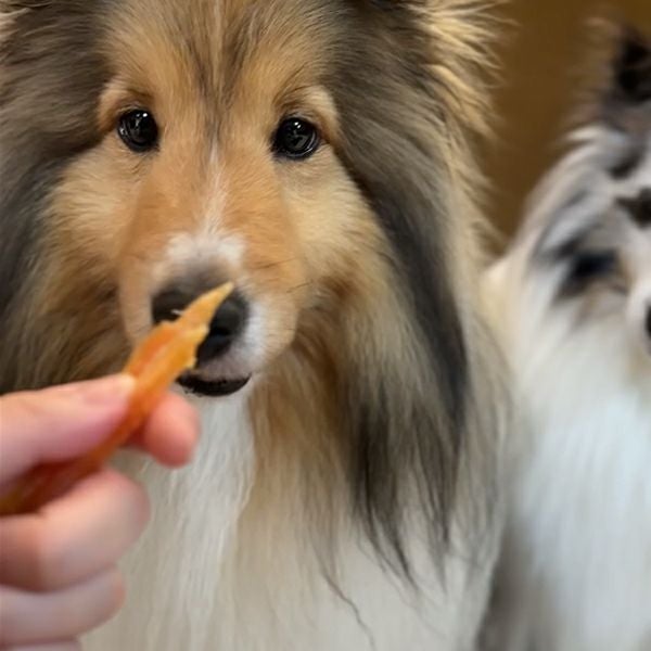 素材そのまま ササミやわらか姿細切り 75g | ペティオ オンライン