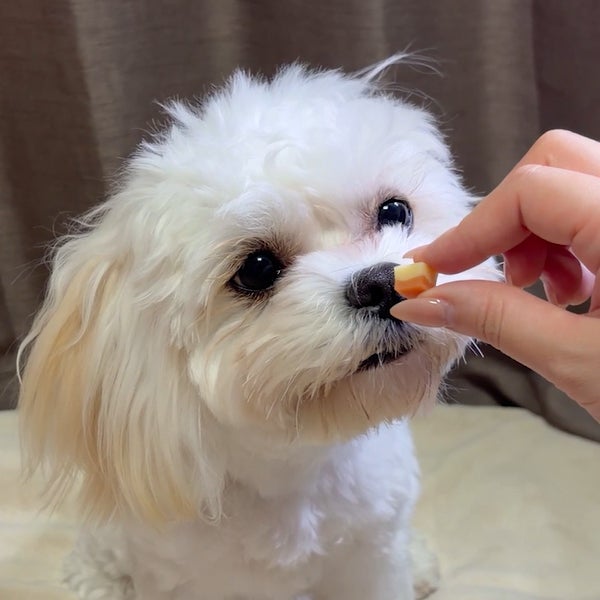 10%OFF！スーパーSALE】極上チーズとササミ 角切りタイプ 100g【会員様
