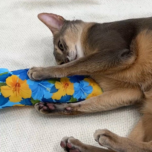 ひでちゃんさん　専用　ヒメシャリンバイ　ルートプラスポット生育品　　/849 20%OFF！ひんやり特集】猫用おもちゃ ひんやりけりぐるみ エビ