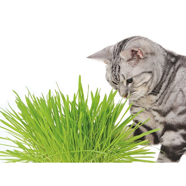 犬猫用 猫の元気草 超お徳用5回分 | ペティオ オンライン ショップ本店