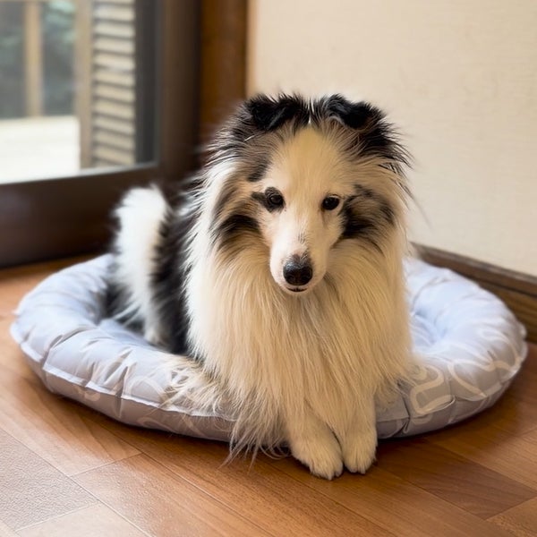 10%OFF！ひんやり特集】Add.Mate アドメイト 犬猫用ベッド ジェル入り