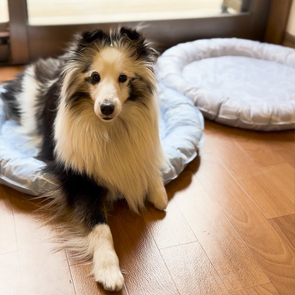 10%OFF！ひんやり特集】Add.Mate アドメイト 犬猫用ベッド ジェル入り