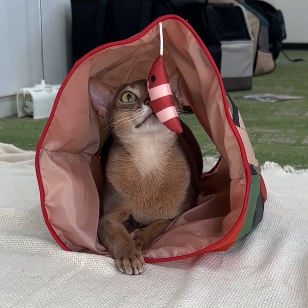 猫用おもちゃ 猫小町 和柄シャカシャカ通りぬけ袋 歌舞伎 | ペティオ