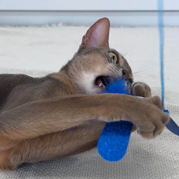 10%OFF！おうち時間特集】猫用おもちゃ 大好きブルーのカシャカシャ