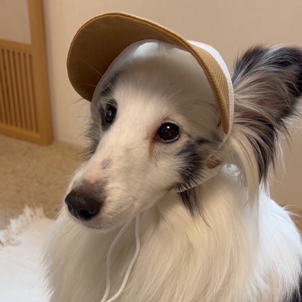 犬用帽子 犬用ウェア Let's walk お散歩用 虫よけキャップ M | ペティオ